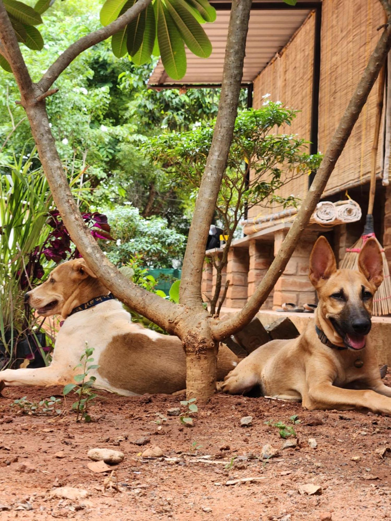 Nebula Nest Cafe & Hostel Auroville Esterno foto